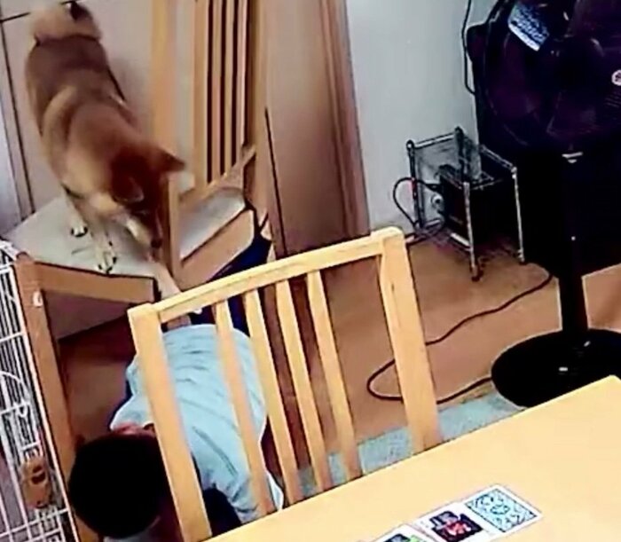 提供:柴犬勇者むぎさん