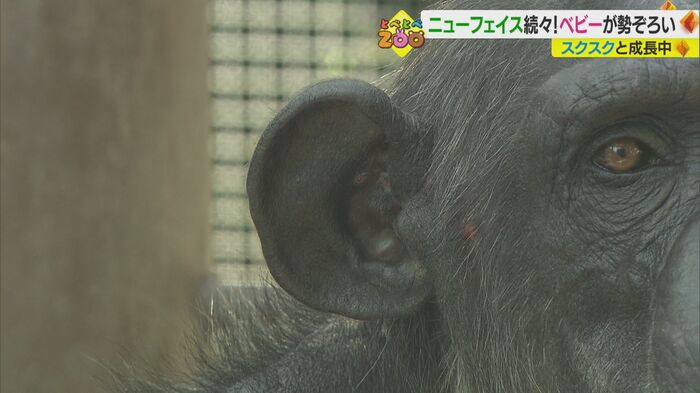 家族の共通点は「大きな耳」