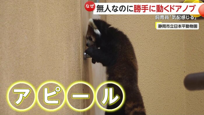 飼育員を察知してアピールしているニコちゃん(視聴者撮影)