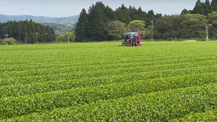 土地が平坦で機械化も進んでいる(出典:鹿児島県茶生産協会)