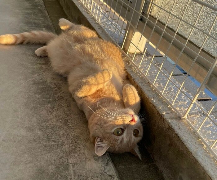 違うところを見ているくるみちゃん
