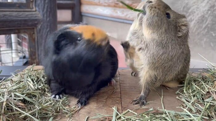勝敗の瞬間(提供:須坂市動物園)