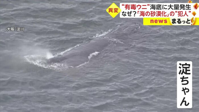 2023年、海の異変が相次いでいる