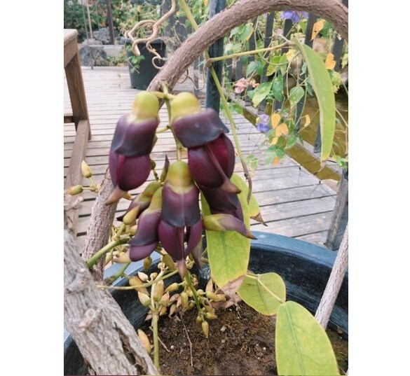 提供:とちぎ花センター