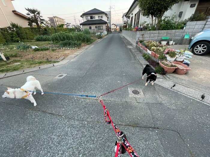 提供:飼い主の柴犬のくぅとそらさん