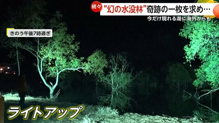 ライトアップされた水没林