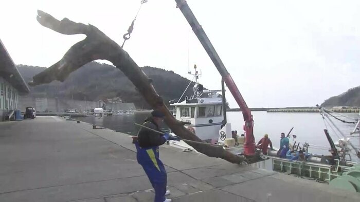 5メートルを超える焼け焦げた流木を船で回収