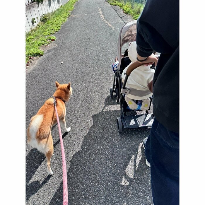 新居に移って迎えた柴犬