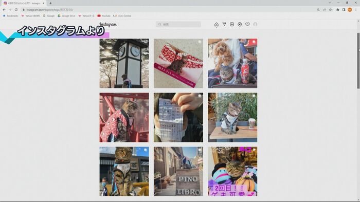 SNSに投稿されたさくらの写真