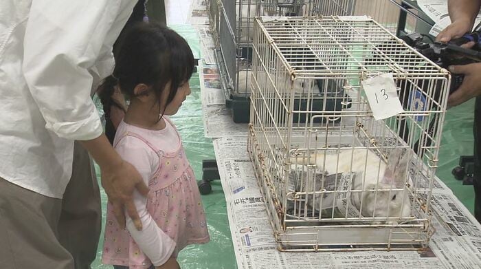 緊急譲渡会