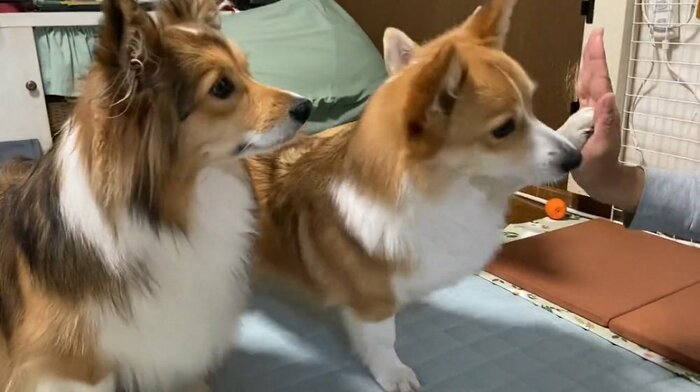 ハイタッチ成功!
