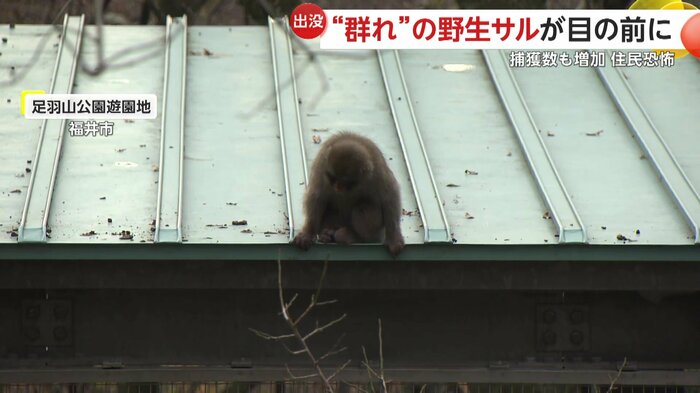 サルの檻の上を気に入っている野生のサル