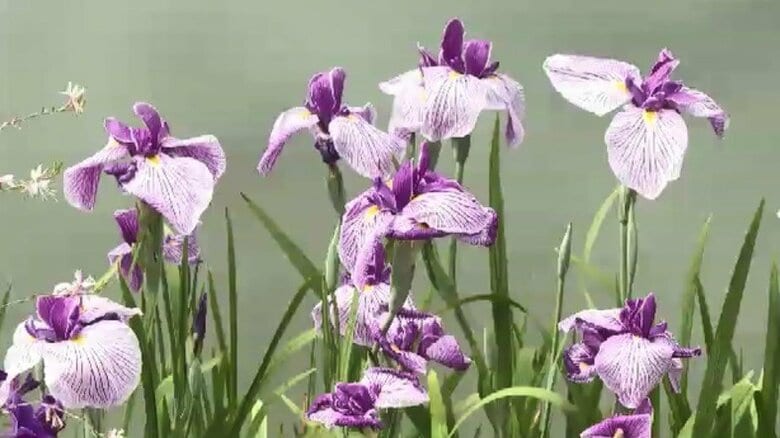 久留米市で「初夏の花まつり」始まる　ハナショウブやスイレンが見頃　入園無料で6月28日まで　石橋文化センター　福岡｜FNNプライムオンライン