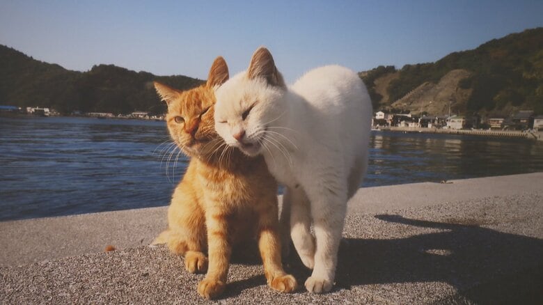 岩合光昭氏の「日本ねこ歩き」写真展が富山大和で開催中　猫たちの自然な表情と躍動感あふれる147点の作品が来場者魅了｜FNNプライムオンライン