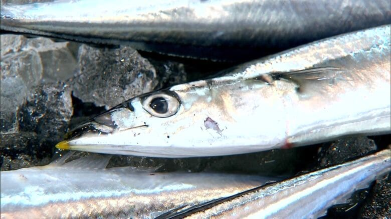 【追跡】目利きのプロ伝授「激アツ」”秋の味覚”は？― “サンマ”買う時は箱の数字に注目？ ”サケ”不漁で筋子は値上がり傾向も 今シーズンのお買い得は…地中海産『マグロ』 さらに北海道にカジキマグロも｜FNNプライムオンライン