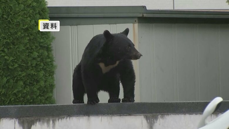 クマの目撃相次ぐ　付近には中学校も　警察がパトロールし警戒　岩手県盛岡市｜FNNプライムオンライン