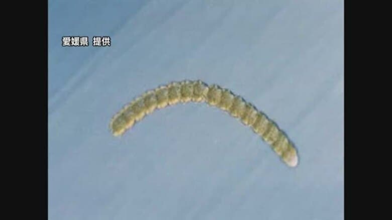 養殖魚７種類で被害約８０００万円に　愛媛・宇和海で発生した２種類の有害赤潮が終息【愛媛】　｜FNNプライムオンライン