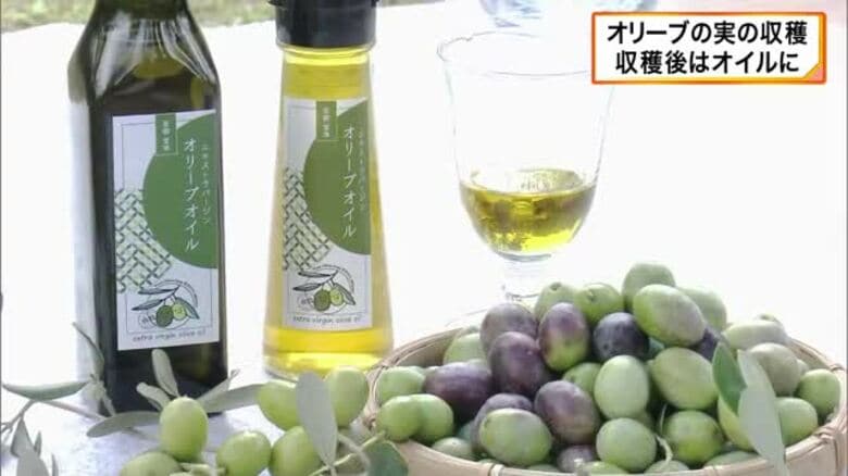 ふっくら、まるまる…オリーブの実の収穫が盛ん　耕作放棄地の有効活用も　京都・宮津市の由良地区に15品種・約2000本　実は搾られオリーブオイルに　「由良オリーブ祭」で初売りへ｜FNNプライムオンライン