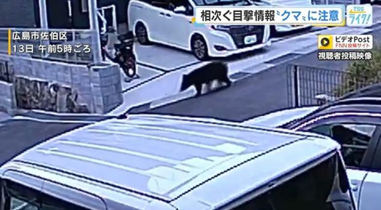 広島市佐伯区で親子クマ３頭？　「冬眠あけはエサを求めて活動する時期」広島県内でクマの目撃情報相次ぐ｜FNNプライムオンライン