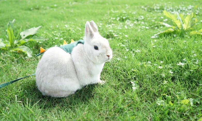 干支のうさぎは“沼にハマる”ほどの可愛さ…でも触られるの苦手って本当？生態を専門家に聞いた うさぎを飼いたい人へ｜FNNプライムオンライン
