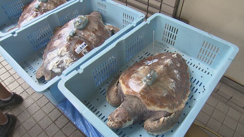 絶滅危惧種に指定…アカウミガメの“謎”解明へ甲羅に送信機を取り付ける作業 回遊中の位置情報をリアルタイムで記録｜FNNプライムオンライン