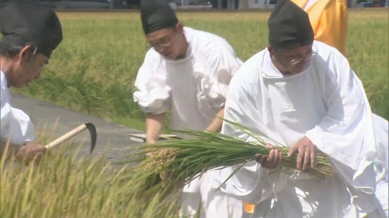 伊勢神宮の田んぼで稲刈りの始まりを告げる神事『抜穂祭』収穫された米は10/15からの神嘗祭で神前に｜FNNプライムオンライン