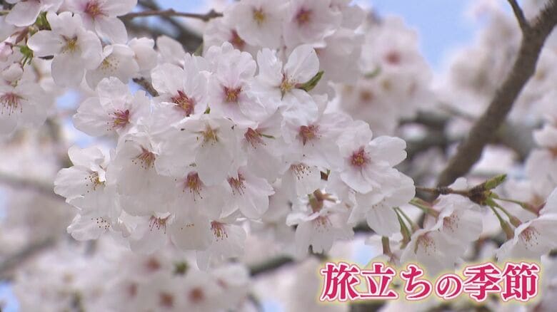 見送られる人 見送る人  初めての上京…  笑顔と涙の“旅立ちの季節”  空港スケッチ2025春 【福岡発】｜FNNプライムオンライン