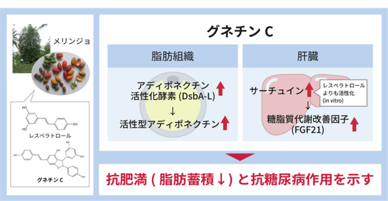 「メリンジョ由来レスベラトロール」の抗肥満・抗糖尿効果が明らかに 特長成分「グネチンC」が、脂肪組織と肝臓に作用 20歳以上の国民の約1割が糖尿病を強く疑われる現状、予防素材として期待