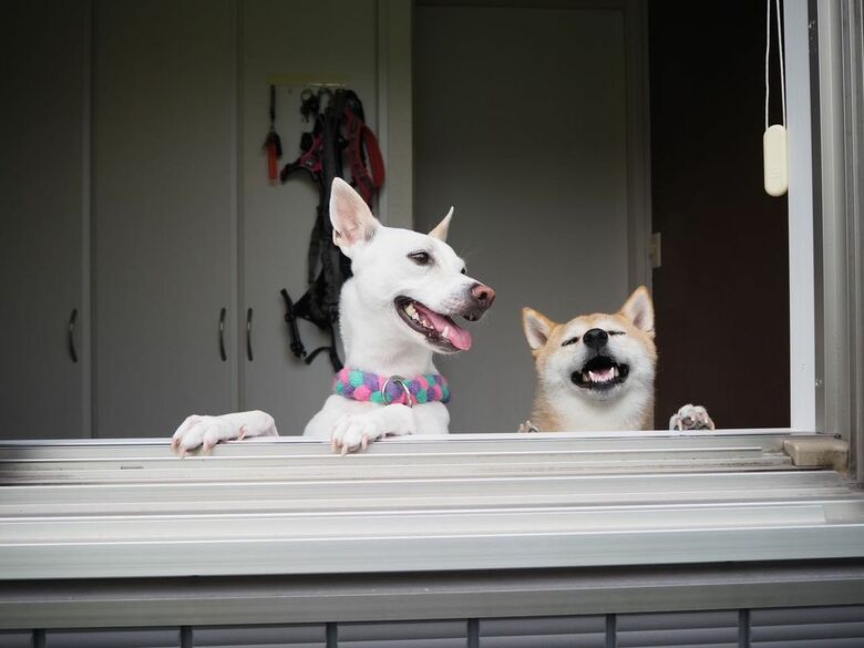 左:すずちゃん 右:ハルちゃん(提供:柴犬ハル&雑種すずさん)