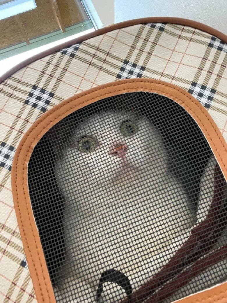 おかかくん病院受診時の様子