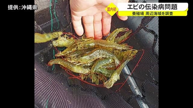 国内初確認のエビ感染症 大量死の養殖場周辺海域を調査へ