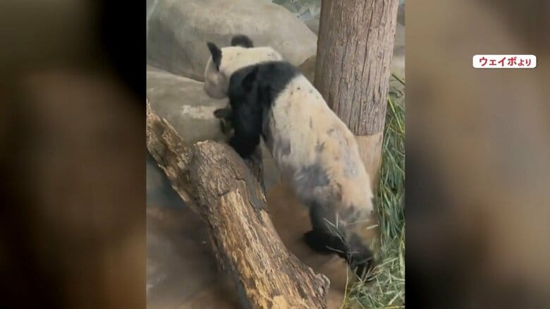 体の毛の一部が抜け落ちている？