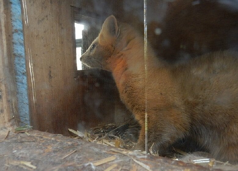 巣箱の中から外を眺めている（提供：釧路市動物園）