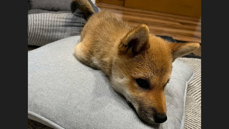 飼い主さんお気に入りのクッションを占領