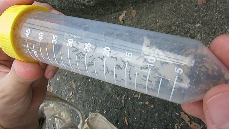 数が多いので根絶にも苦労するという（国立環境研究所提供）