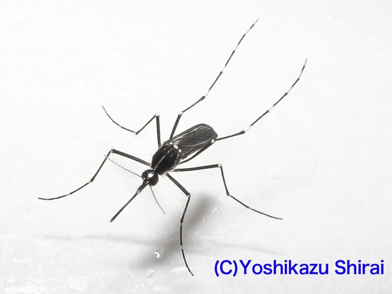デング熱を媒介することもあるヒトスジシマカ（画像提供：白井良和さん）