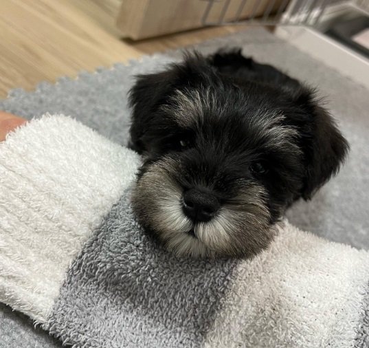 小さいころから「顎乗せ」ポーズをしていたテオくん