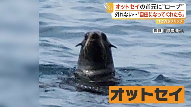 沖合に姿を現したオットセイ