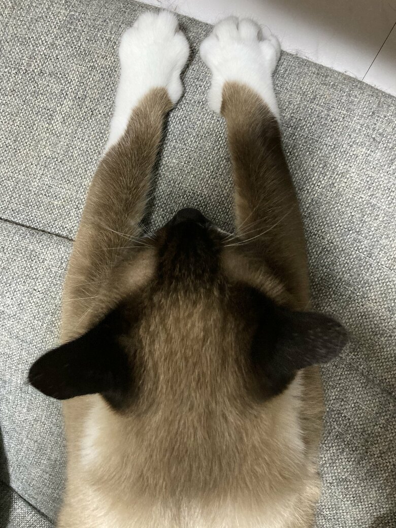 提供：たぬき&とらさん