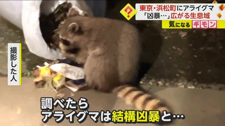 アライグマがゴミ箱をあさっている