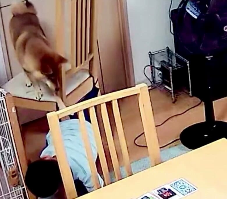 提供：柴犬勇者むぎさん