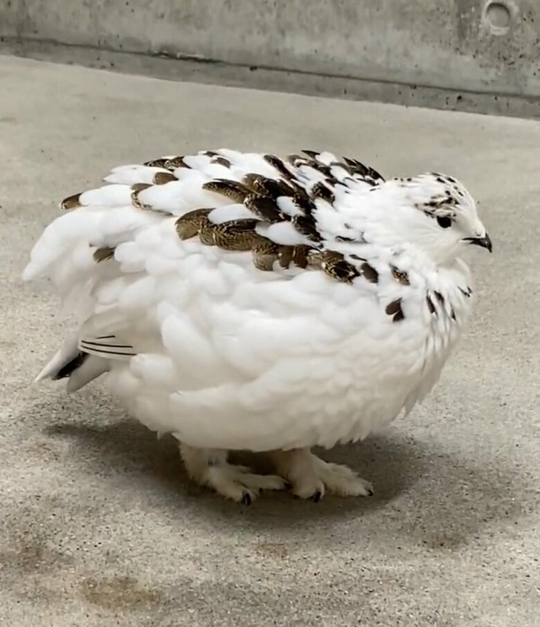 提供：市立大町山岳博物館