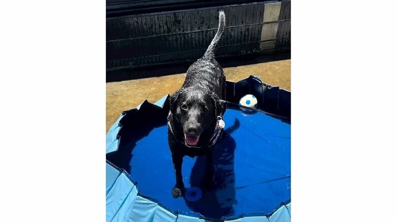 「はやく強いやつにしてくれ！」