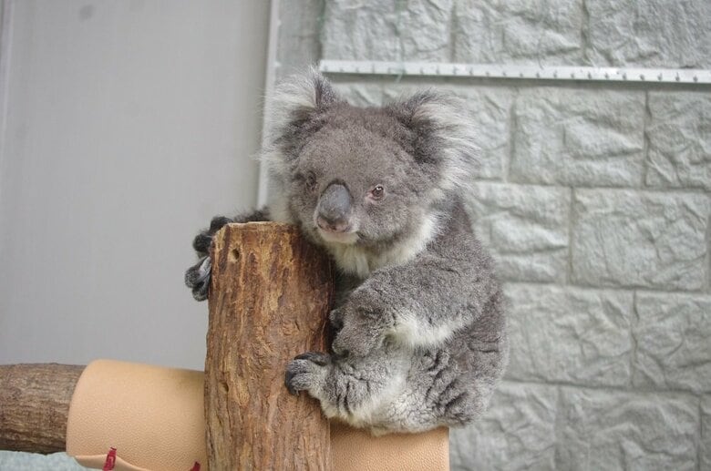 みどりちゃん（提供：イングランドの丘）