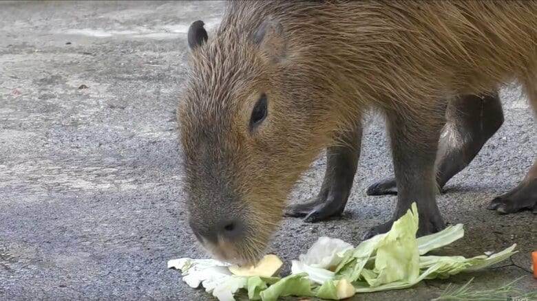 過去にYoutubeで動物の食事風景は配信した（画像提供：東武動物公園）