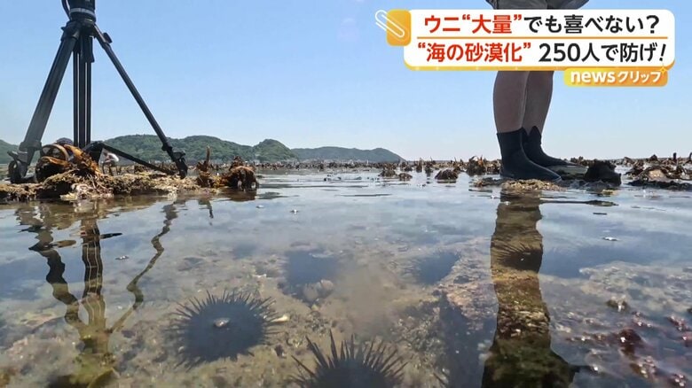 ウニが海藻を食べ尽くしてしまう、磯焼けが起きていた海の中