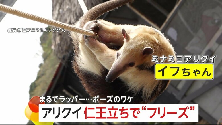 伊豆アニマルキングダムで撮影されたミナミコアリクイのイフちゃん