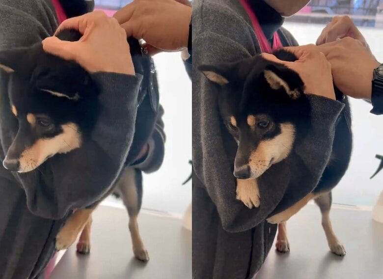 腕にぎゅーっとしがみついている（提供：豆柴ごま娘さん）