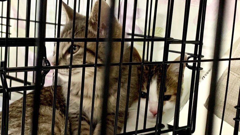 譲渡会での様子。2匹の姿に心を奪われたという