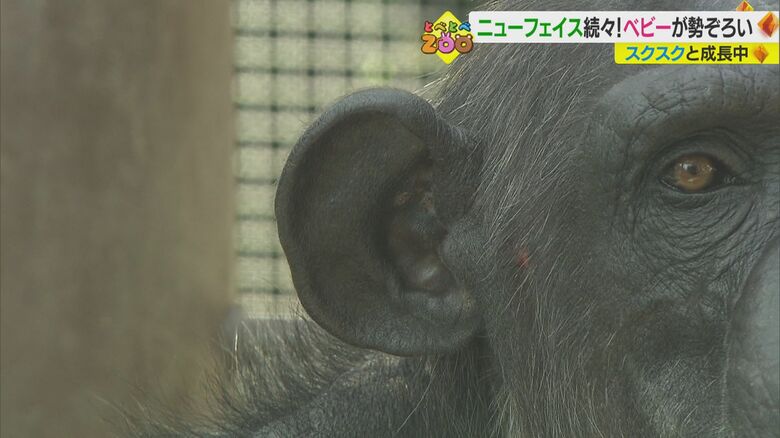 家族の共通点は「大きな耳」